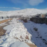 یه بره نره پای پروار