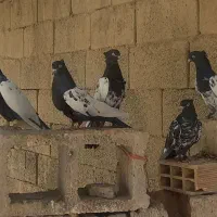 کفتر سینه وکله سیاه|پرنده|فولادشهر, سایت صنعتی کاوه|دیوار
