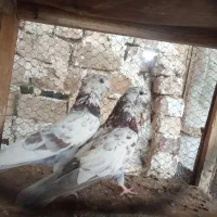 کبوتر پرشی|پرنده|کاشان, طاهرآباد|دیوار