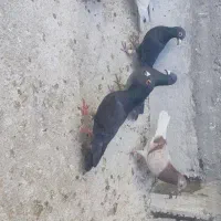 کفتر|پرنده|شیراز, کوشک میدان|دیوار