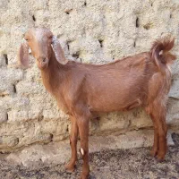گوسفند ماده