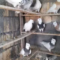 کبوتر طوقی درجه یک|پرنده|فردیس, شهرک ناز|دیوار