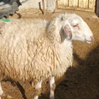 میش هترو خالی|حیوانات مزرعه|سملقان, |دیوار