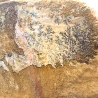 سنگ شجر فسیلی