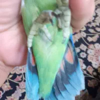 طوطی برزیلی رنگ خاص طاووسی