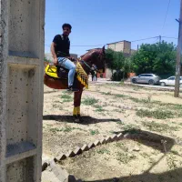 مادیان|اسب و تجهیزات اسبسواری|کبودرآهنگ, |دیوار