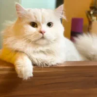 گربه بریتیش لانگ هیر