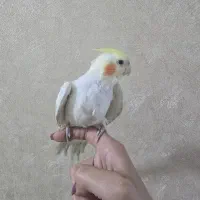 عروس هلندی لوتینو دستی