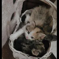 دو عدد بچه گربه واگذار میشود