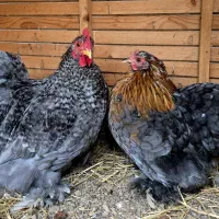 مرغ کرچ شو نژاد اصل