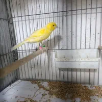 قناری نر طلایی