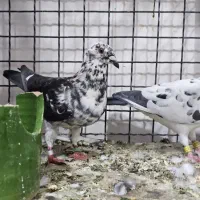 نروماده سوسکی آلمانی ۴۵۰۰