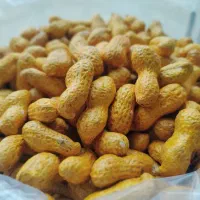 بادام زمینی فروش عمده|عمده‌فروشی|بوکان, |دیوار