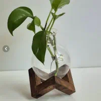 جا گل|گل و گیاه طبیعی|دزفول, |دیوار