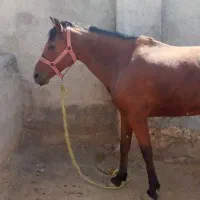 مادیان|اسب و تجهیزات اسبسواری|خرمآباد, |دیوار