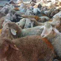 گوسفندپلاک دامپزشکی بهداشتی کم دنبه|حیوانات مزرعه|تهران, بهمن یار|دیوار