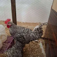 خروس ۶ ماهه و ۳ ماهه معاوضه