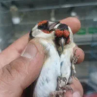 سهره گلبسر پاییزه کرمونی و رسمی|پرنده|شاهین‌شهر, شهرک هشت بهشت|دیوار