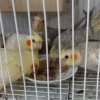 **جفت طوطی عروس هلندی نر سخنگو|پرنده|لنگرود, |دیوار