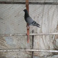 کبوتر پرشی ساعتی
