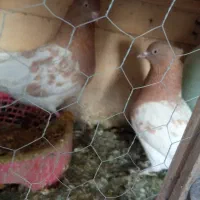 جفت کله زرد فروشی