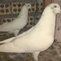 یک جفت کبوتر سفید گمشده