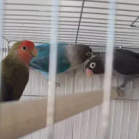 کوتوله برزیلی زیبا