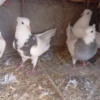 طوقی کربلایی