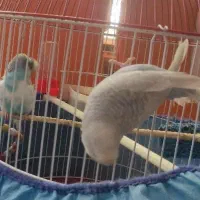 مرغ عشق اسپانگل مولد به شرط|پرنده|سقز, |دیوار