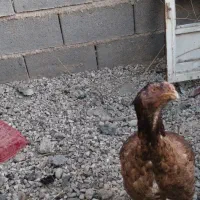 خروس و مرغ لاری|حیوانات مزرعه|شیراز, گویم|دیوار