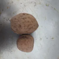 گردو پوست کاغذی درشت و امسالی|خوردنی و آشامیدنی|قم, آزادگان|دیوار
