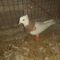 فروش ماده کارتونی|پرنده|لامرد, |دیوار