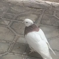 طوقی|پرنده|شیراز, داریون|دیوار