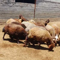 فروش 20 راس شیشک ومیش هترو