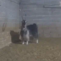 کهره نر|حیوانات مزرعه|نیر (یزد), |دیوار