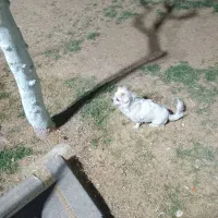 سگ پا کوتا|سگ|شهر ری, تقی آباد|دیوار