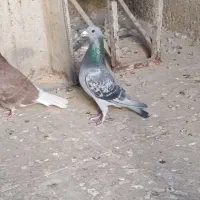 کبوتر پلاکی نر|پرنده|گچی, |دیوار