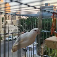 کوتوله برزیلی|پرنده|بندرعباس, |دیوار