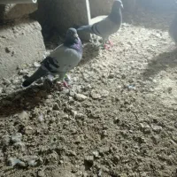 یک جفت البقه و یک ماده مکس با ریش زرد نره|پرنده|زهک, |دیوار