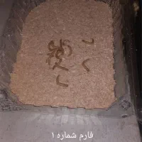 کرم میلورم به همراه فارم نگهداری|خزنده|یزد, |دیوار