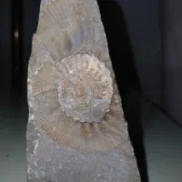 سنگ فسیلی|کلکسیون اشیاء عتیقه|چهاردانگه (تهران), |دیوار