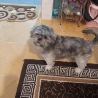 واگذاری مکس  شیتزو نر ۵ ساله|سگ|پرند, فاز ۴|دیوار