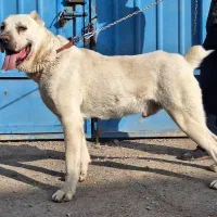 سگ آلابای روسی