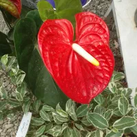 باغبانی گل و گیاه آپارتمانی