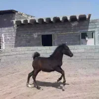 کره ماده ۴ ماهه|اسب و تجهیزات اسبسواری|فلاورجان, |دیوار