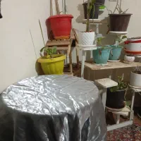 تعداد زیادی گل و پایه گل