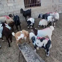 میش زاییده|حیوانات مزرعه|خواف, |دیوار