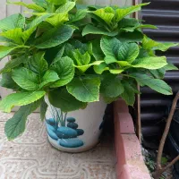 فروش تعدادی گل های زیبا آپارتمانی و مقاوم