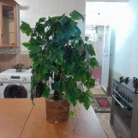 درخت انگور مصنوعی ۹۰سانت هست|گل مصنوعی|شیراز, ارم|دیوار