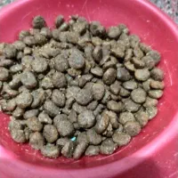 غذای گربه.بسته بندی شده
